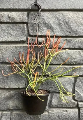 Firestick 6.5" Hanging Basket